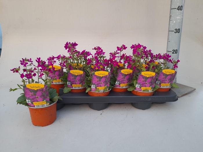 <h4>ARABIS BLEPH</h4>