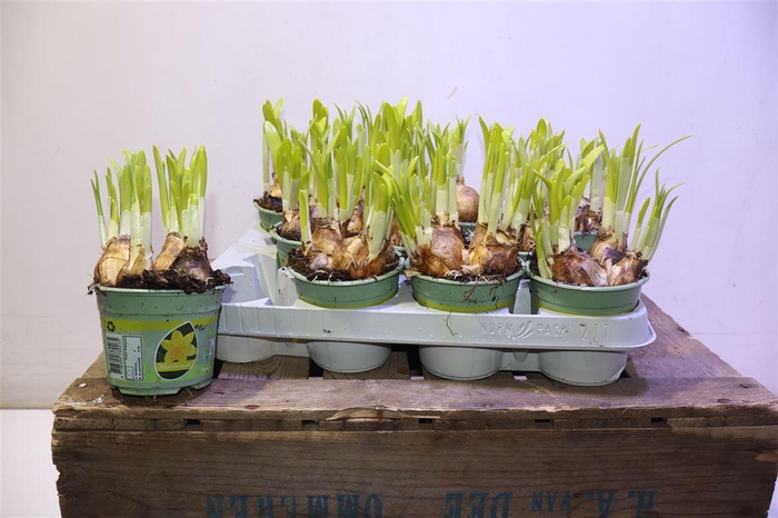 <h4>Narc O Tete A Tete</h4>