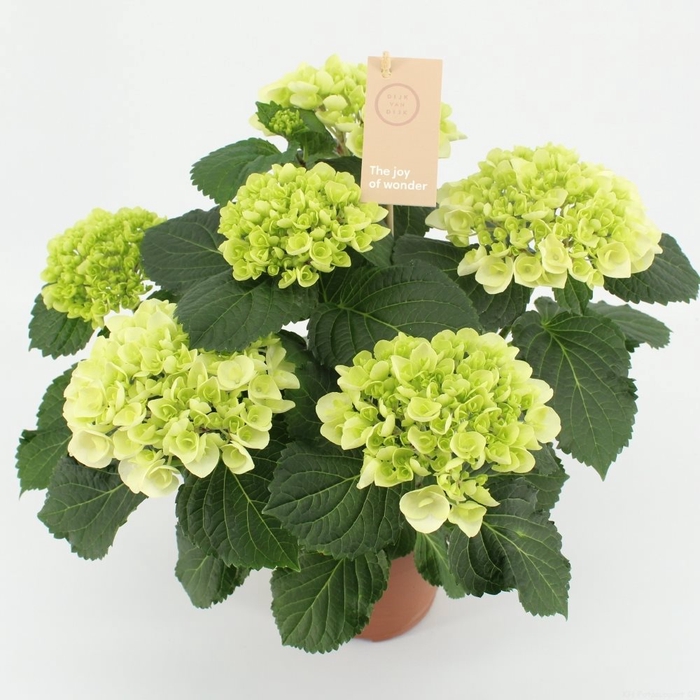Hydrangea wit