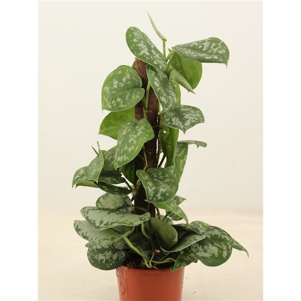 <h4>scindapsus pictus trebie Kratiste klimstok 50cm</h4>