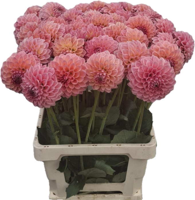 <h4>DAHL LINDAS BABY</h4>