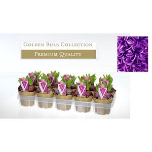 Hyacinthus 'Purple Sensation