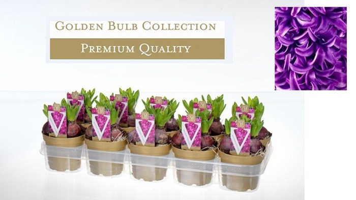 <h4>Hyacinthus 'Purple Sensation</h4>