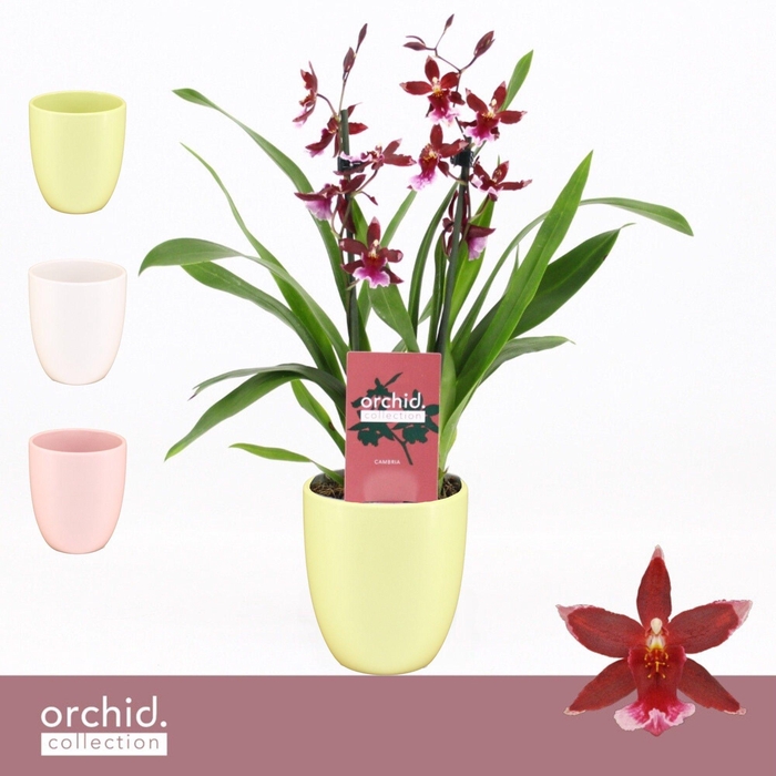 <h4>Barrocco Red, 2-spike Compact in Lotte 'Orchid Collection'</h4>