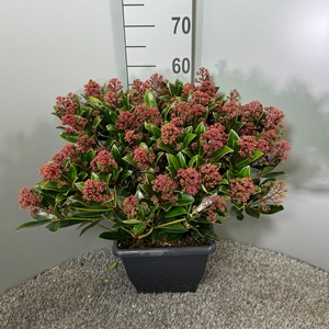 Skimmia japonica 'Rubella' 4kante pot