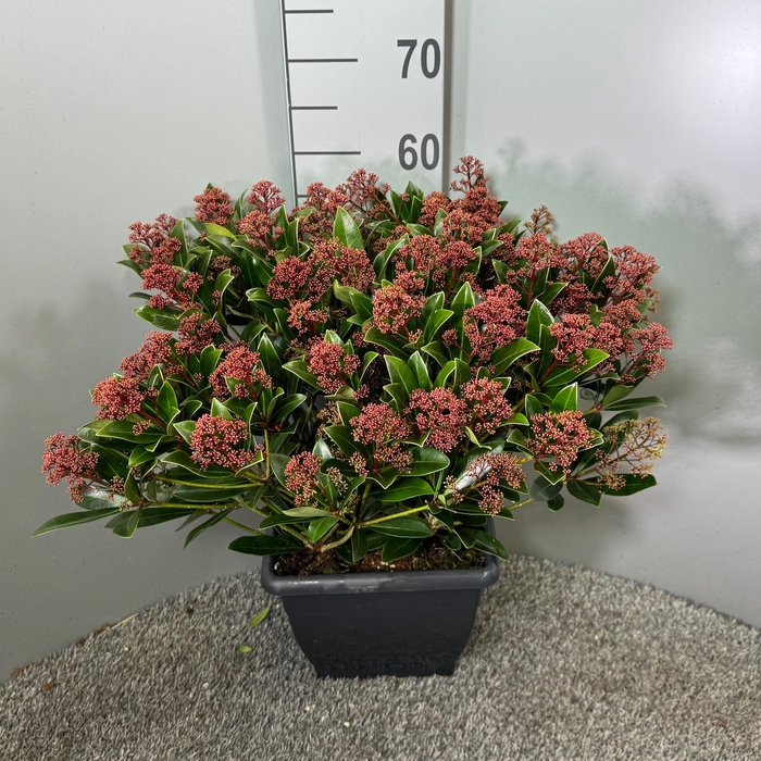 <h4>Skimmia japonica 'Rubella' 4kante pot</h4>