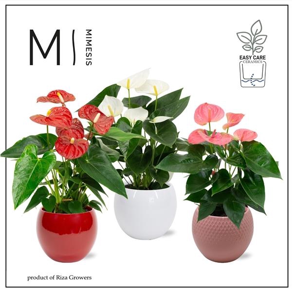 <h4>Anthurium Andreanum Grp gemengd</h4>