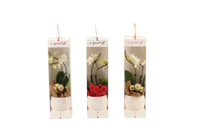 <h4>Lisa White Tiny Dolls Wit 2T12+ Aqu@ in Giftbox + kerstbal</h4>