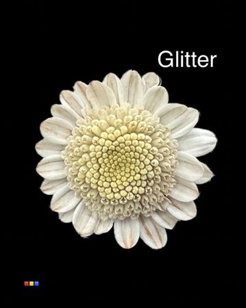 Chr T Stallion Dusty Taupe + Glit Bio