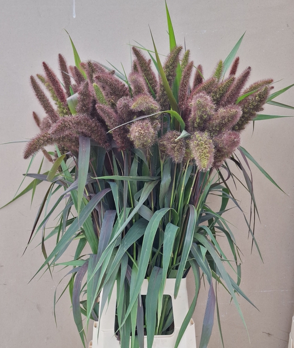 <h4>SETARIA IT RED JEWEL</h4>
