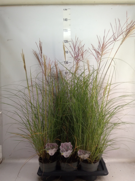 <h4>Miscanthus sin. 'Red Chief'</h4>