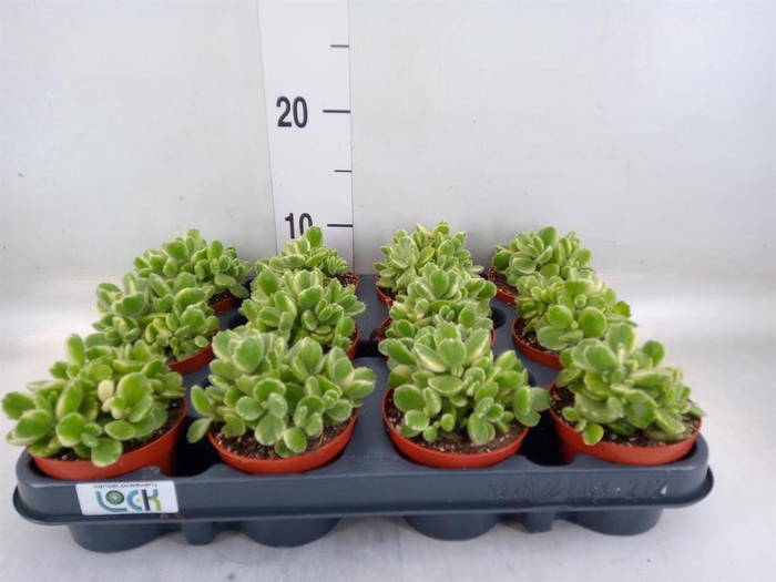 <h4>Succulents   ...</h4>