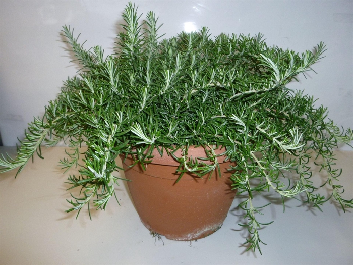 Rosmarinus offi. 'Prostratus'