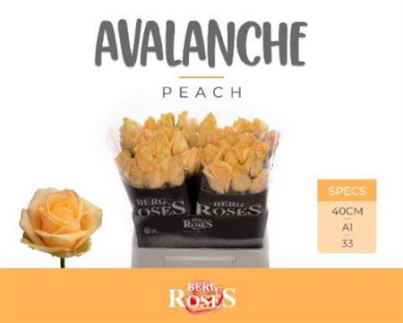 R Gr Avalanche Peach