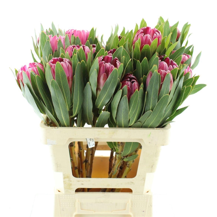 <h4>Protea Brenda</h4>