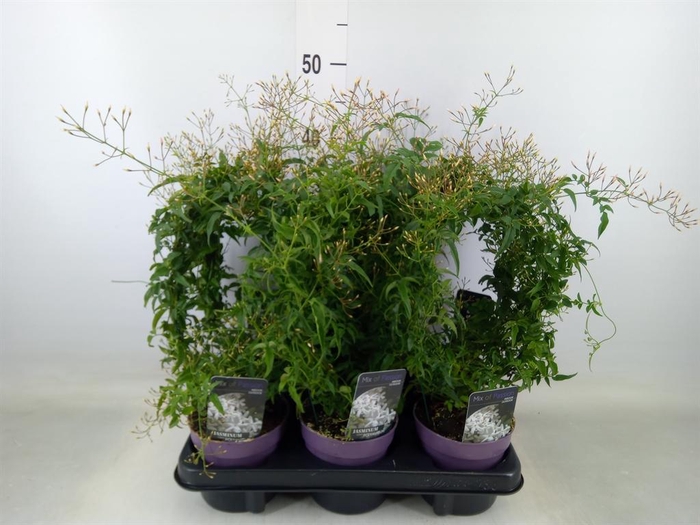 <h4>Jasminum polyanthum</h4>