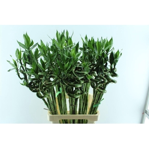 Drac S Lucky Bamboo