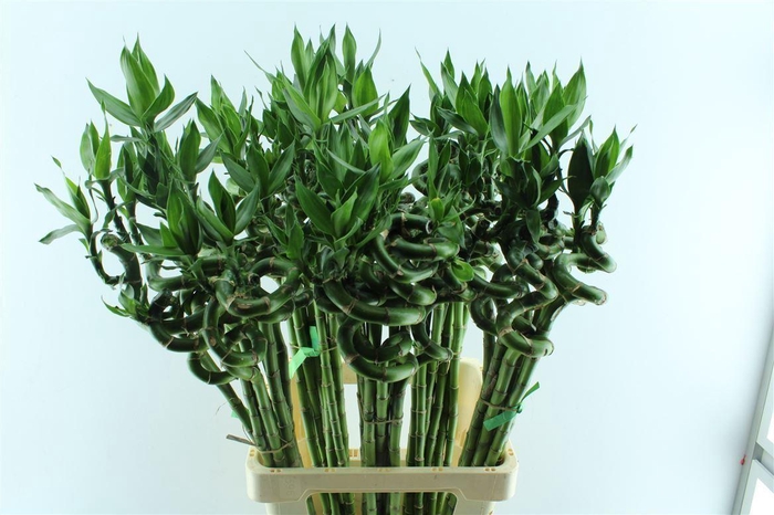 <h4>Drac S Lucky Bamboo</h4>