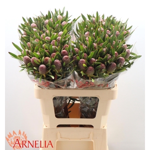 LEUCAD C AYOBA BL PE