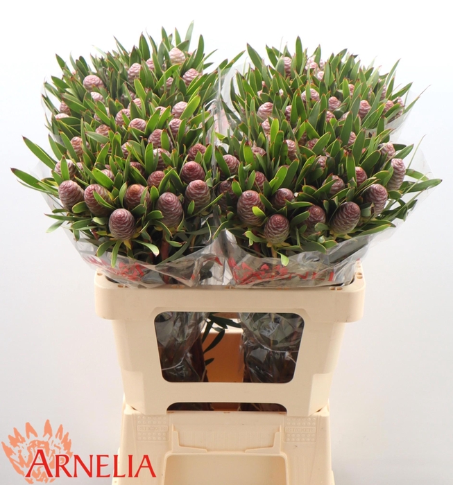 <h4>LEUCAD C AYOBA BL PE</h4>