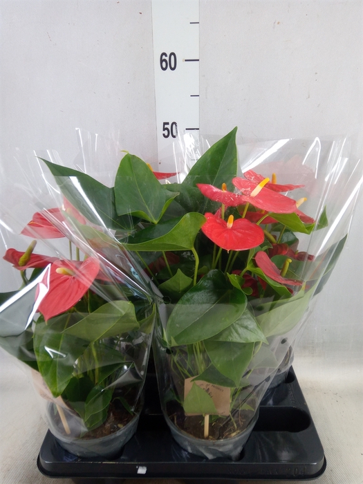 <h4>Anthurium andr. 'Esudo'</h4>