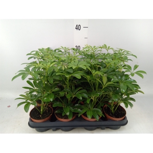 Schefflera arbor. 'Luseana'