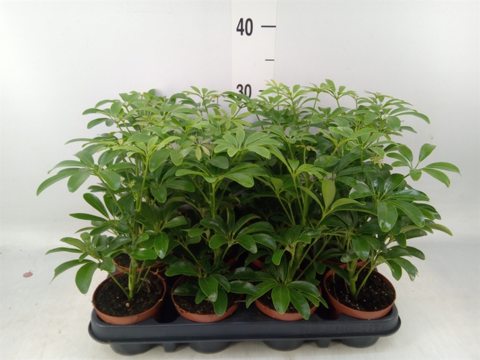 <h4>Schefflera arbor. 'Luseana'</h4>