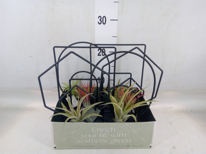 <h4>Arr.  Tillandsia L%</h4>