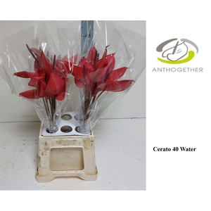 Anthurium Andreanum Grp Cerato