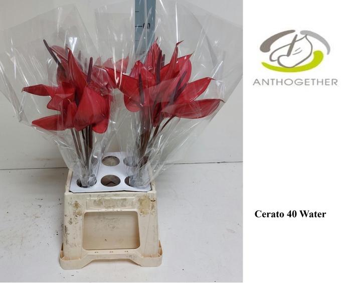 <h4>Anthurium Andreanum Grp Cerato</h4>