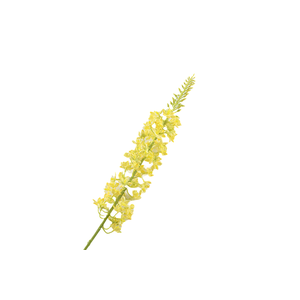 Eremurus Yellow FL440055YEL