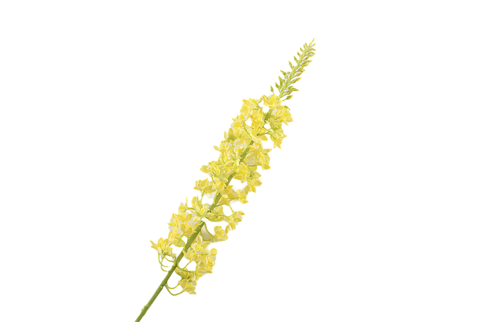 <h4>Eremurus Yellow FL440055YEL</h4>