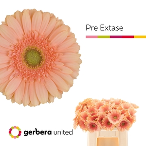 GE GR PRE - EXTASE
