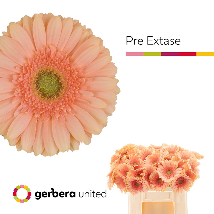 <h4>GE GR PRE - EXTASE</h4>