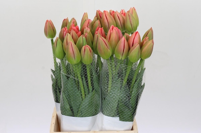 <h4>Tulipa en Pink Pride</h4>