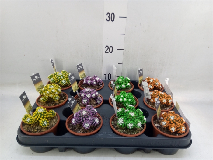 <h4>Cactus   ...</h4>