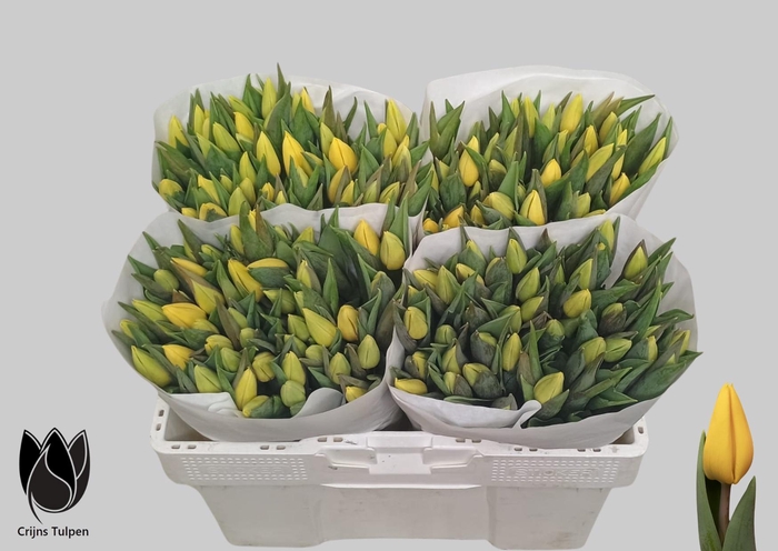 <h4>TU EN AVOCADO</h4>