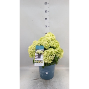 Hydrangea pan.