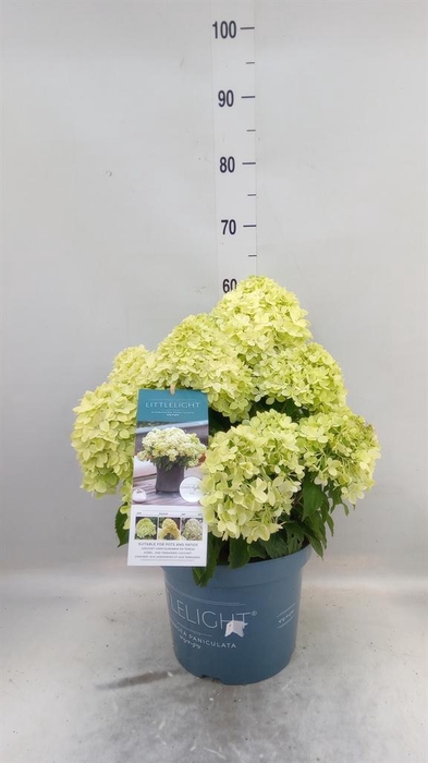 <h4>Hydrangea pan.</h4>