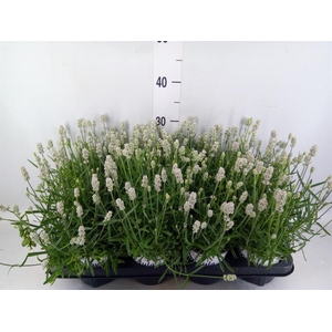 Lavandula angus. 'Aromatico Silver'