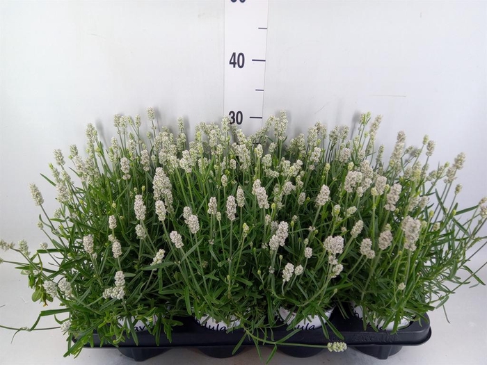 <h4>Lavandula angus. 'Aromatico Silver'</h4>