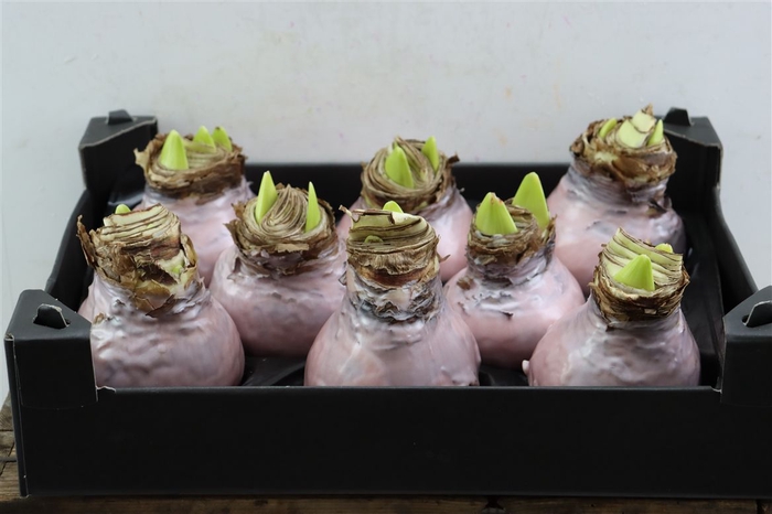 <h4>Wax Hipp Creme</h4>