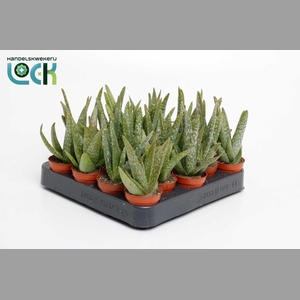 ALOE OV