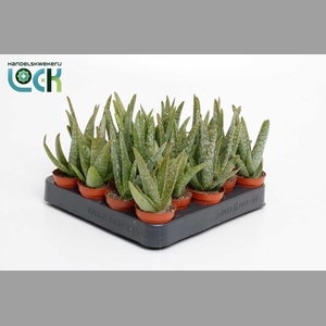ALOE OV