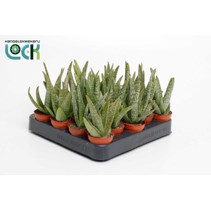 Aloë Vera