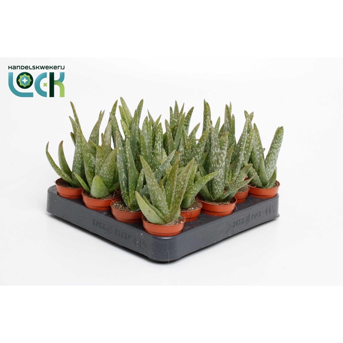 <h4>ALOE OV</h4>