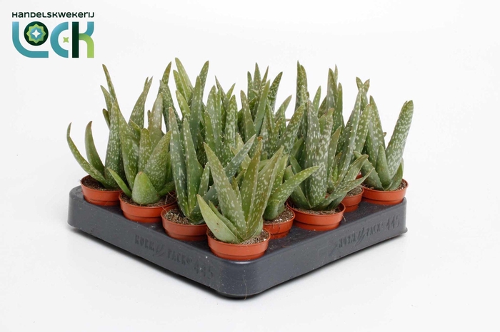 <h4>ALOE OV</h4>