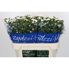 Aster Cassy