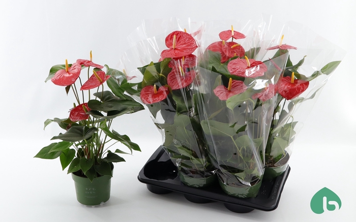 <h4>ANTHU AN AREBO</h4>