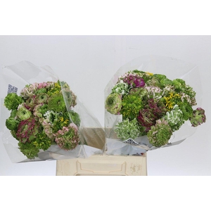 Ranunculus Clooney Pon Pon Rainbow